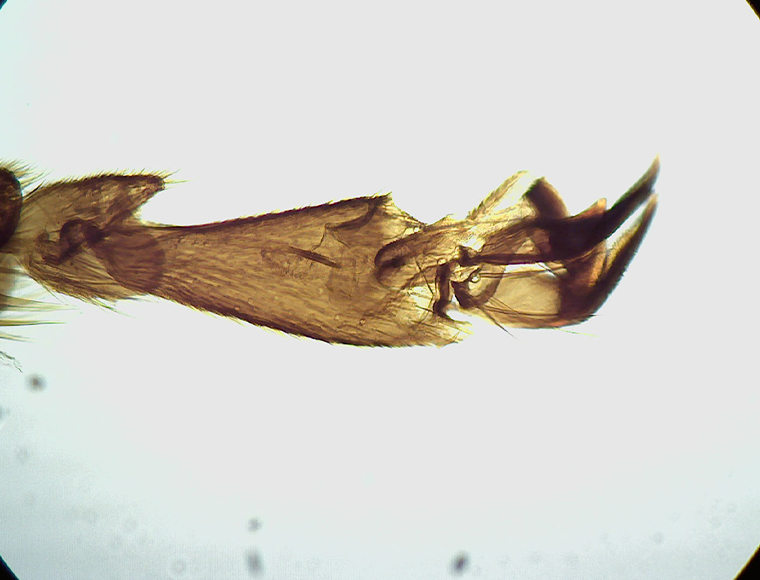 Hind leg of a honey bee (preparation)