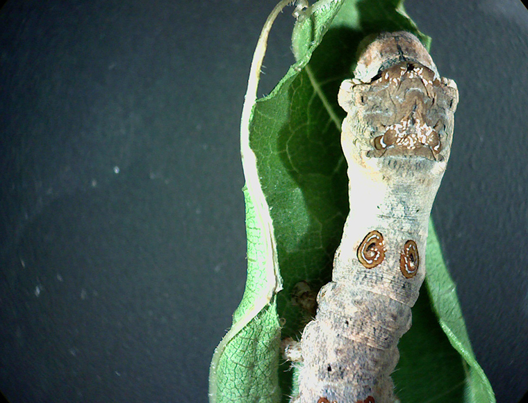 Silkworm (stereoscopic microscope)