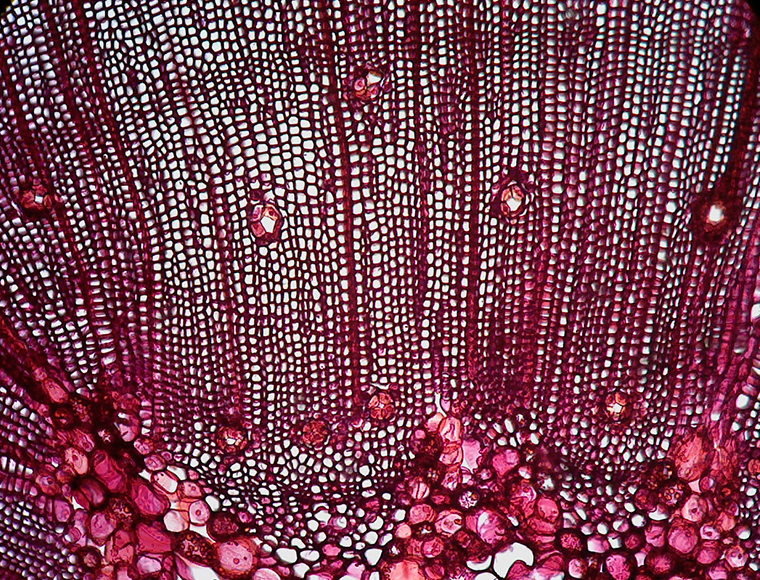 Cross section of a pine stem (preparation)