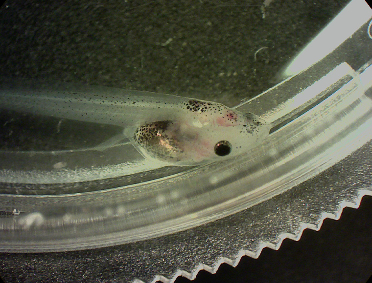 Medaka (Japanese killifish) (stereoscopic microscope)