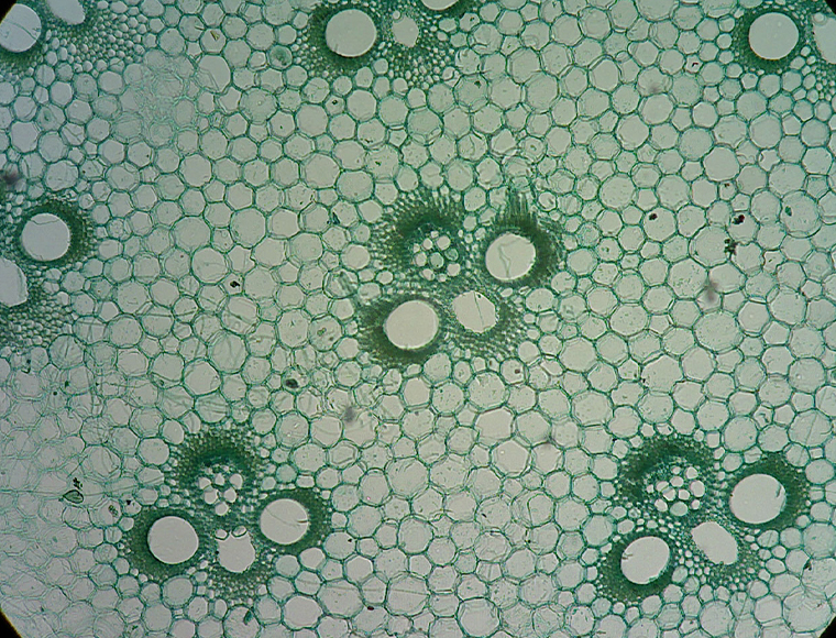 Cross section of a bamboo stem (preparation)
