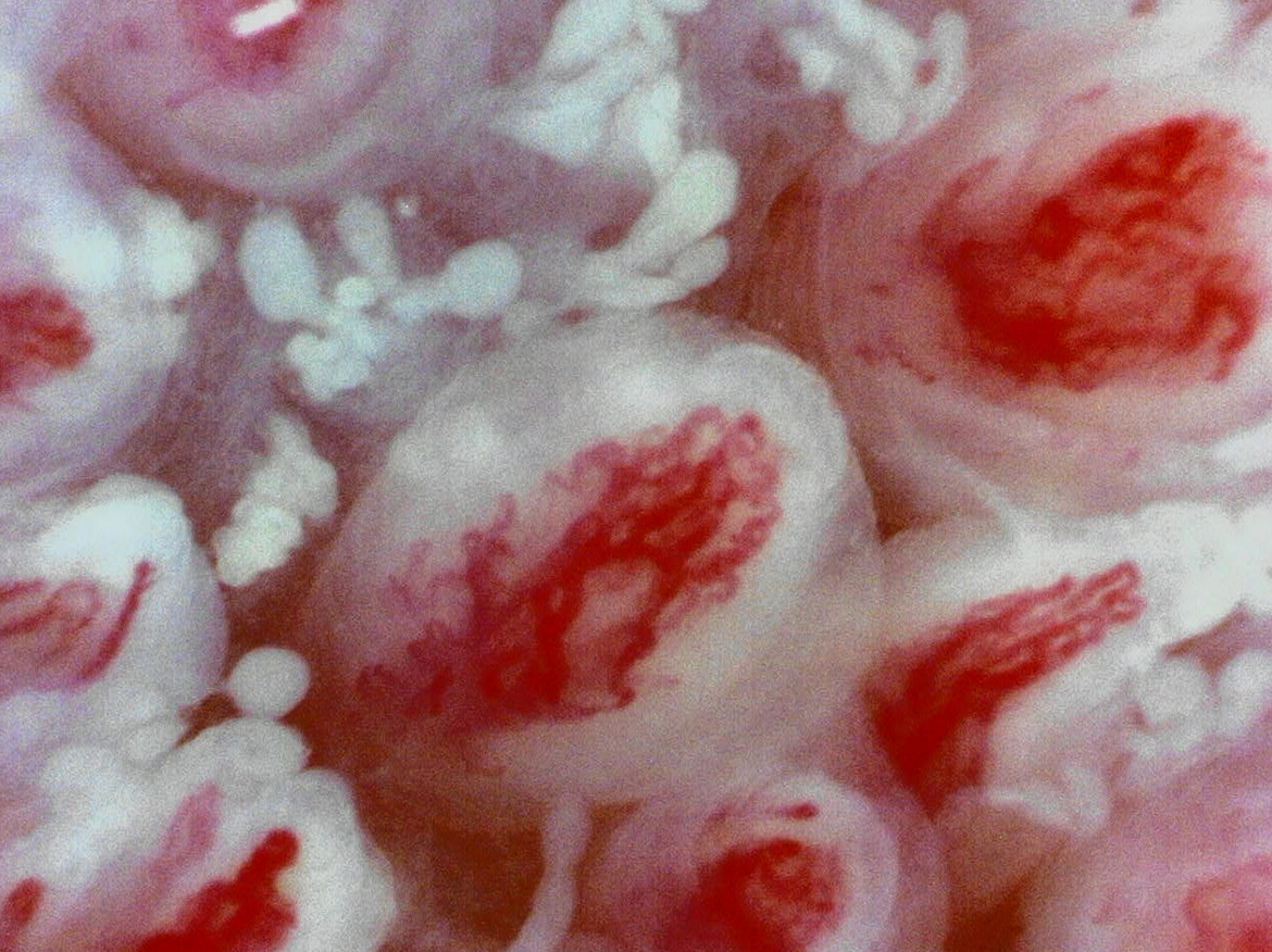 Tongue capillaries (Wider view)