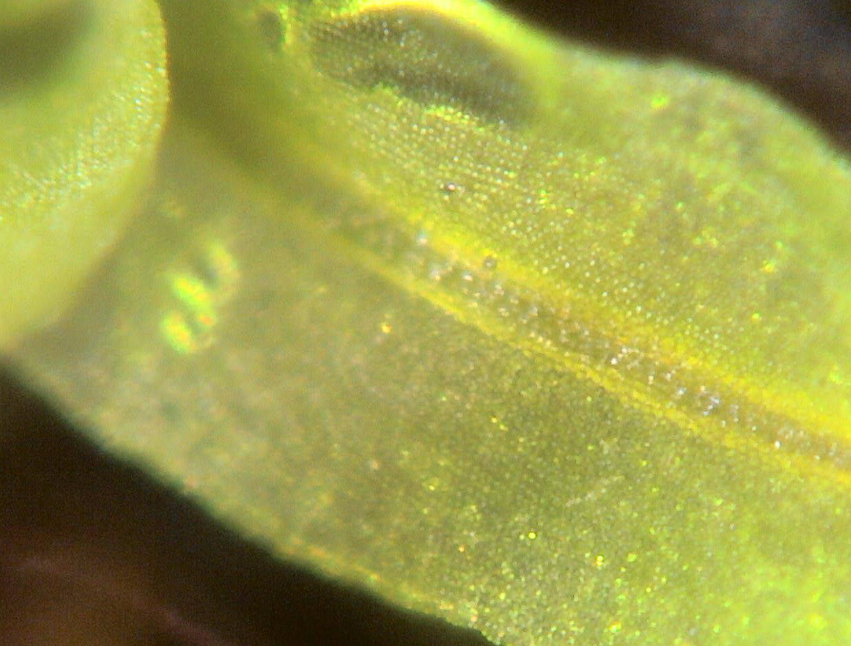 Moss（Approx. 590 times）
