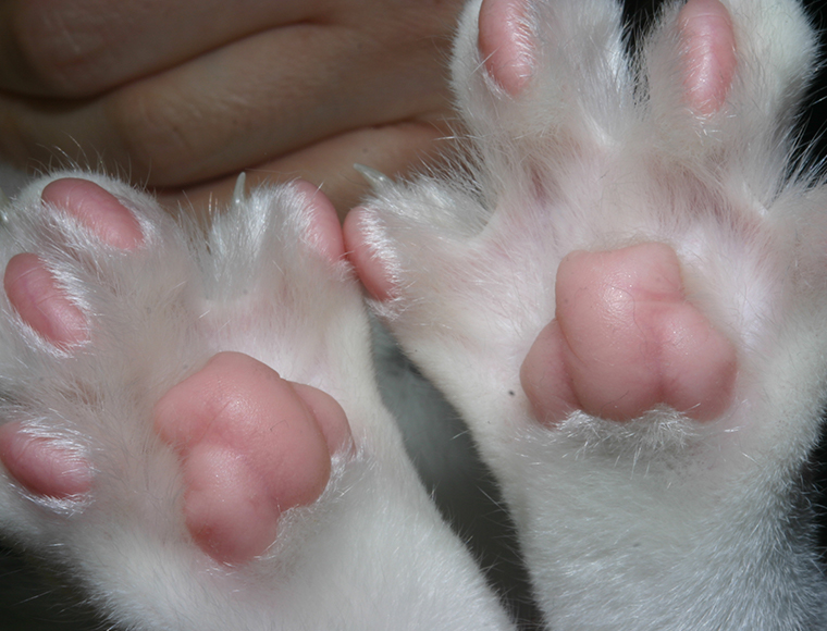 cat's feet