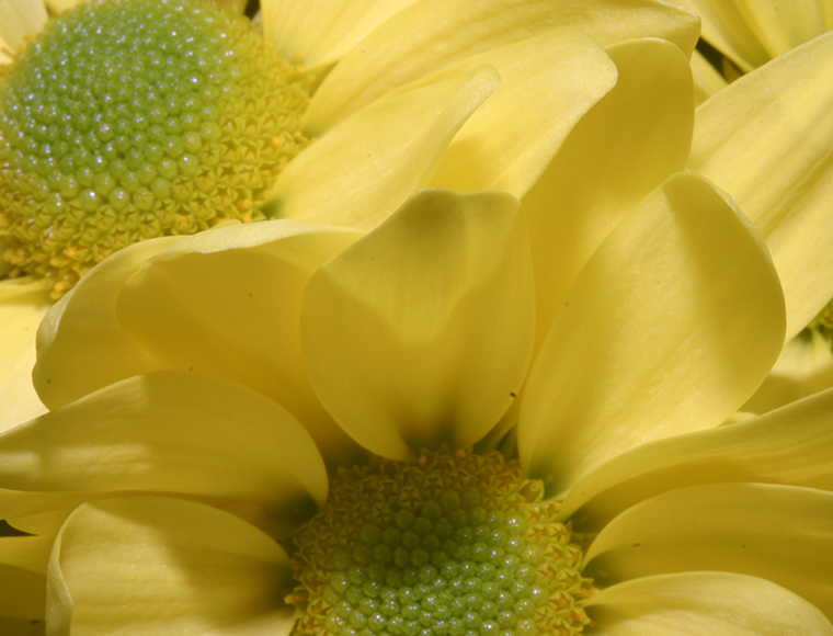 a flower
