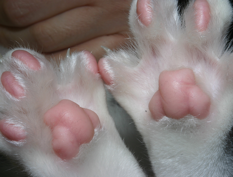 Cat's feet